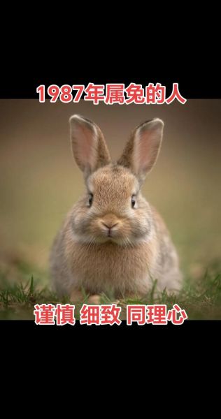 属兔8月份财运怎么样_属兔8月如何提升偏财运