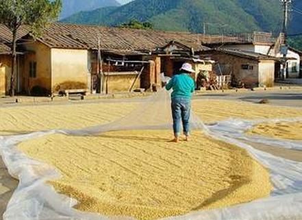 梦到挑黄豆是什么意思_挑黄豆梦境解析