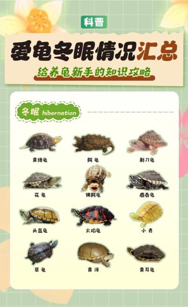 梦到买乌龟是什么意思_梦到买乌龟好不好