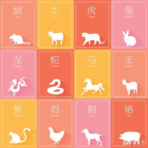 41连属相是什么_41连属相怎么算