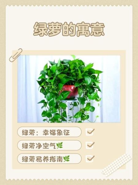 绿萝适合什么属相养_绿萝与属相风水关系