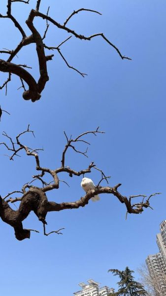 梦到干树枝是什么意思_梦见干树枝预示着什么
