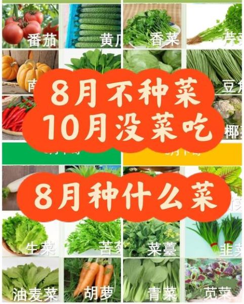 秋天适合种什么蔬菜_秋季蔬菜种植技巧