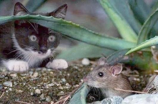 梦到帮助猫是什么意思_如何解读梦境