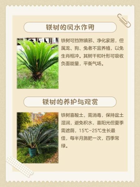 铁树风水属相禁忌_铁树适合什么生肖人养