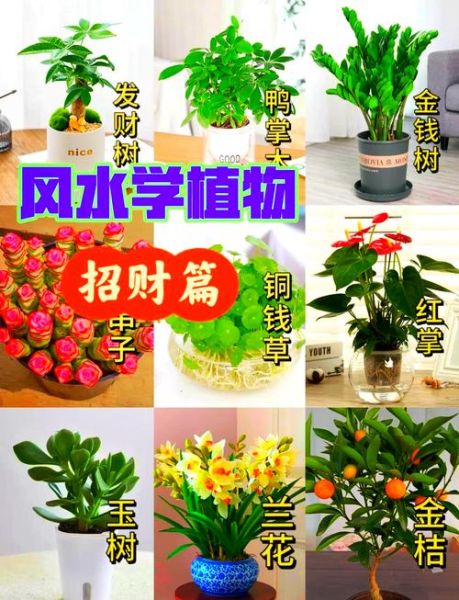 绿植招财有哪些_办公室摆什么绿植旺财运