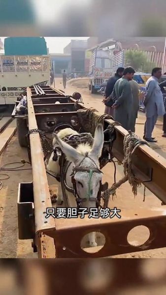梦到毛驴拉车是什么意思_毛驴拉车预示什么