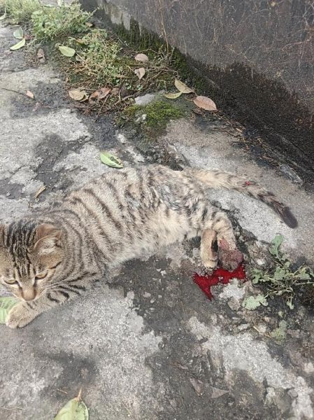 梦到残疾猫是什么意思_梦到残疾猫预示着什么