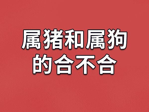 猪和狗属相合不合_猪狗相冲吗