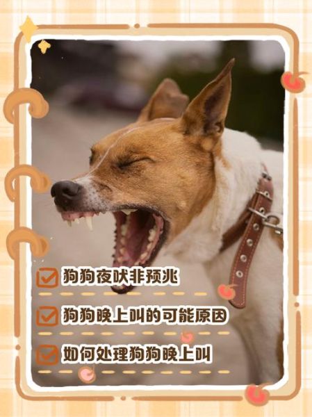 梦到狗头掉了_什么预兆