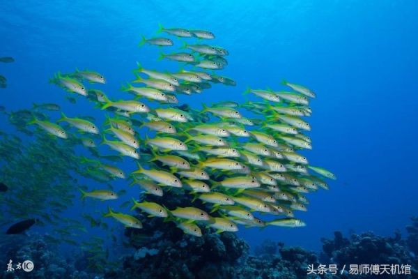 女人梦到活鱼和死鱼是什么意思_女人梦见活鱼死鱼预示什么