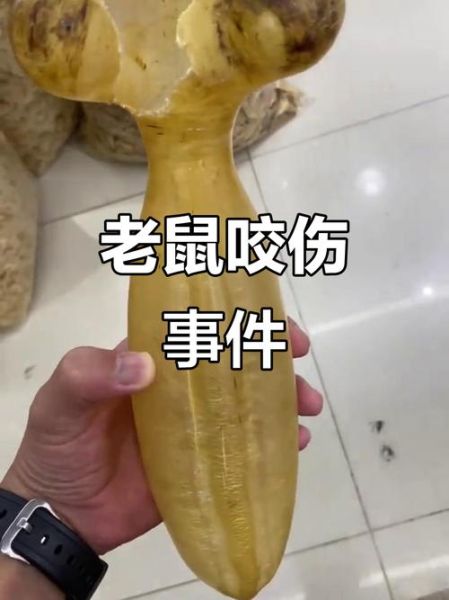 梦到老鼠咬我是什么意思_如何化解噩梦