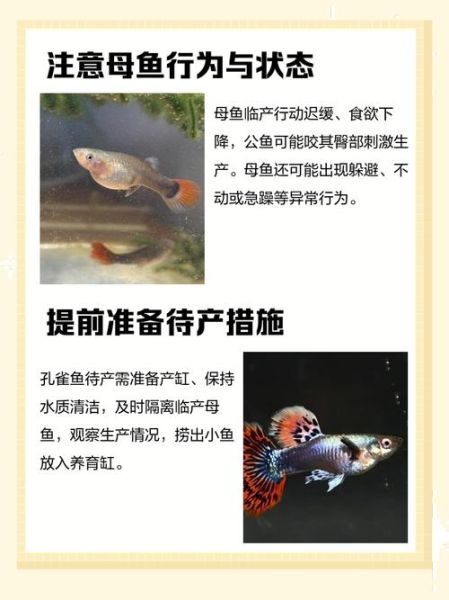 梦到生小鱼是什么意思_梦见生小鱼预示什么