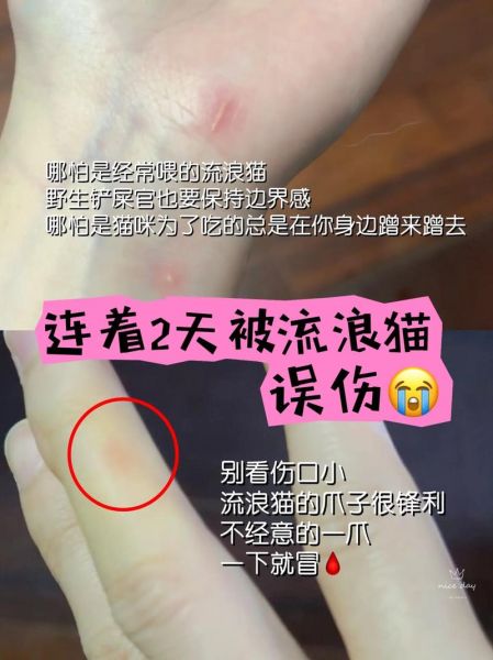 梦到被猫挠是什么意思_梦见被猫抓伤预示什么