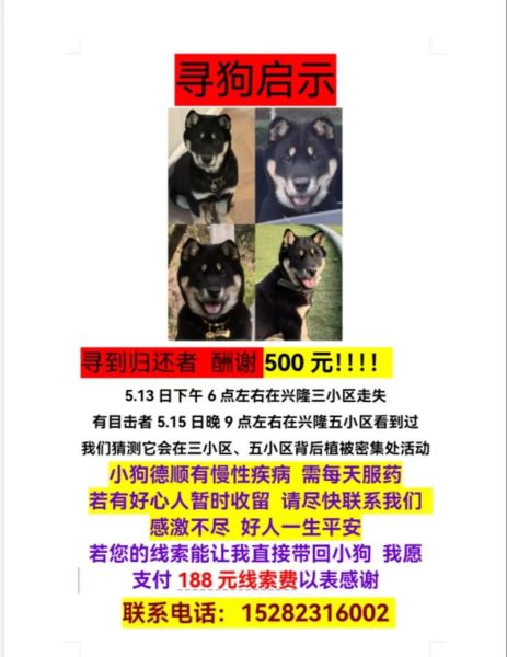 梦到狗丢了找狗_梦见狗丢了又找到了是什么意思