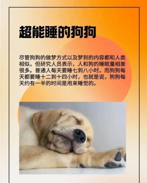 梦到狗是什么意思_狗在梦里代表什么