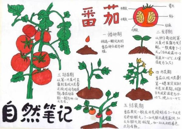 梦到摘西红柿是什么意思_西红柿梦境解析