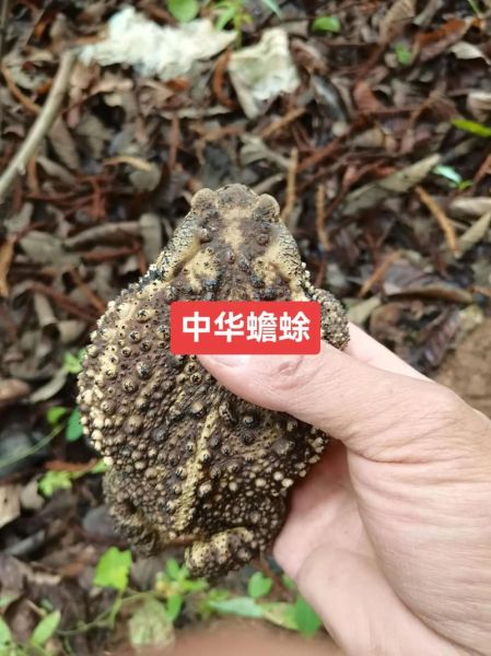 梦到癞蛤蟆是什么意思_梦到癞蛤蟆好不好