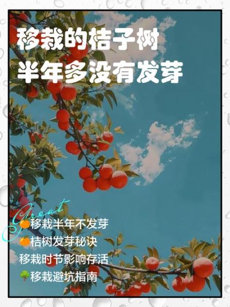 梦到移树是什么意思_梦见移树预示什么