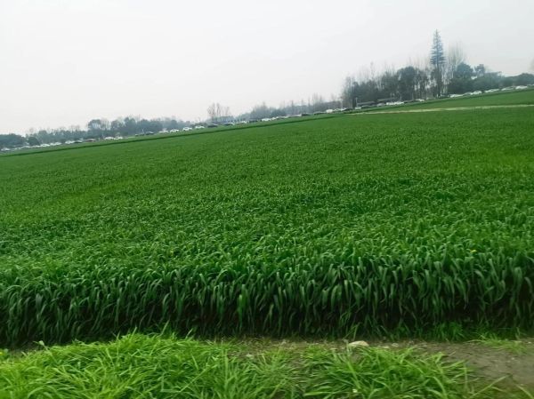 梦到绿油油的麦田_是什么意思