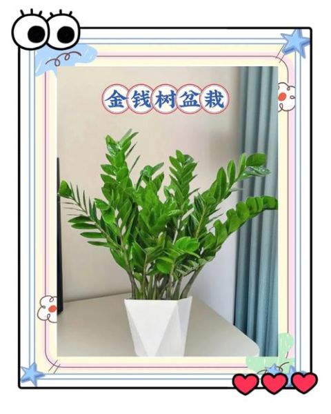 家里植物怎么摆招财_财位放什么绿植最好