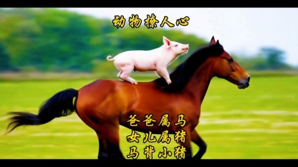 马和猪相配财运如何_属马属猪合作赚钱吗