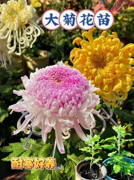 梦到菊花是什么意思_菊花在梦里预示什么