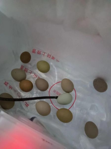 梦到刚孵出的小鸡是什么意思_梦见小鸡破壳而出预示什么