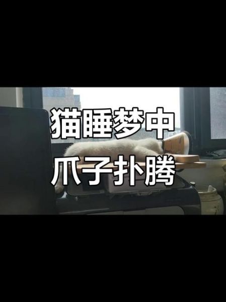 梦到抓住猫是什么意思_梦见抓猫预示什么