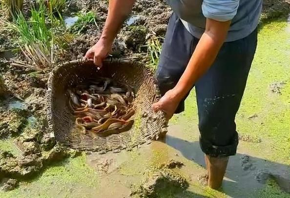 梦到捞泥鳅是什么意思_捞泥鳅梦境解析