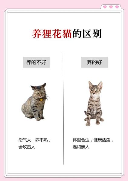 属相不能养猫是真的吗_哪些生肖不宜养猫