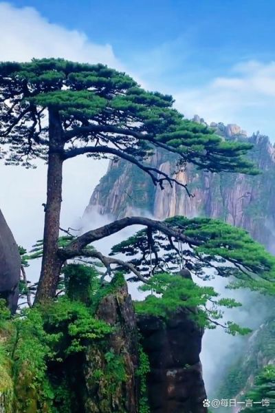 梦到松树枝是什么意思_松树枝梦境解析