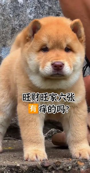 梦到一窝狗是什么意思_梦见一窝小狗预示什么