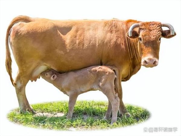 梦到牛被偷了_是什么意思