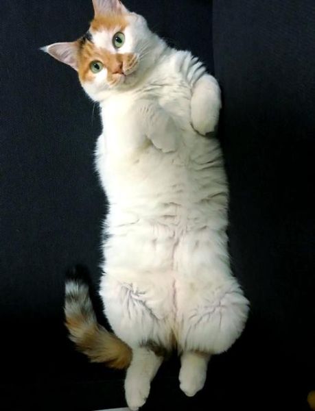 梦到猫是什么意思_连续两天梦到猫预示什么
