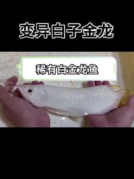 梦到鱼变成男人是什么意思_梦见鱼变人预示什么