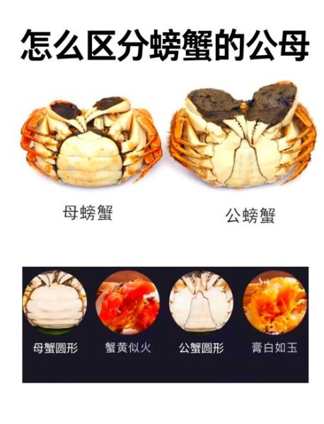 孕妇梦到大螃蟹_生男生女