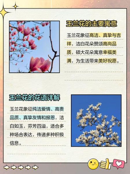 梦到玉兰花是什么意思_玉兰花梦境解析