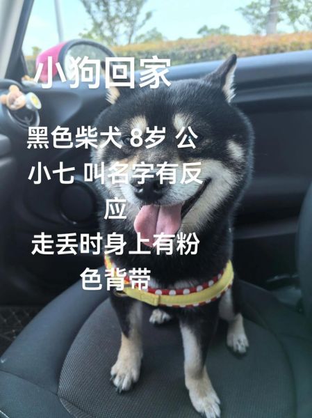 梦到捡小狗是什么意思_梦到捡小狗预示着什么