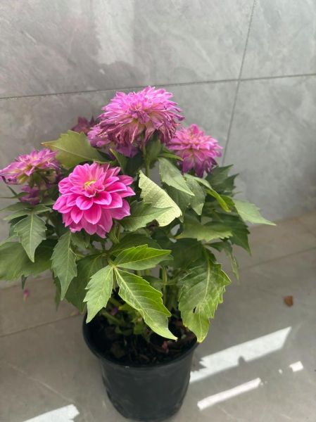 狗的财运树怎么摆_狗狗招财树摆放禁忌
