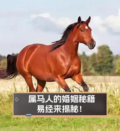 属马2017婚姻运势如何_属马2017年感情危机怎么化解