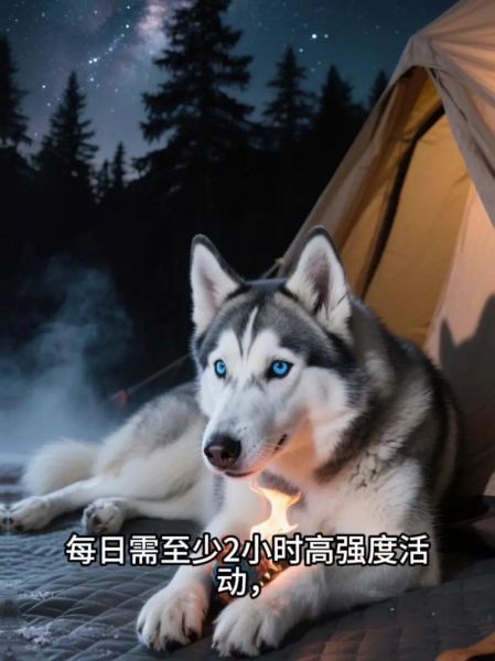 梦到哈士奇是什么意思_哈士奇梦境解析