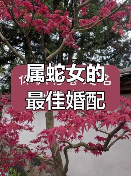 女蛇与什么属相最配对_属蛇女最佳婚配生肖