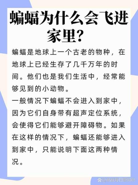 梦到蝙蝠是什么意思_蝙蝠入梦吉凶解析