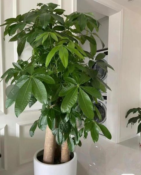 招财运气花有哪些_如何养护招财运气花