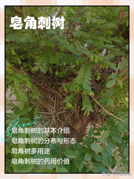 梦到皂角树是什么意思_皂角树梦境解析