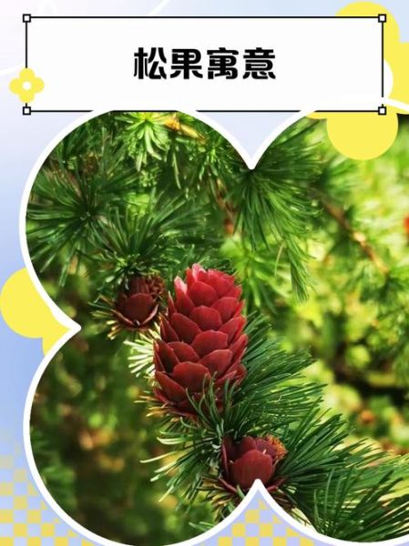 梦到松果是什么意思_松果梦境解析