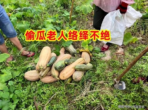 梦到偷南瓜是什么意思_偷南瓜梦境解析