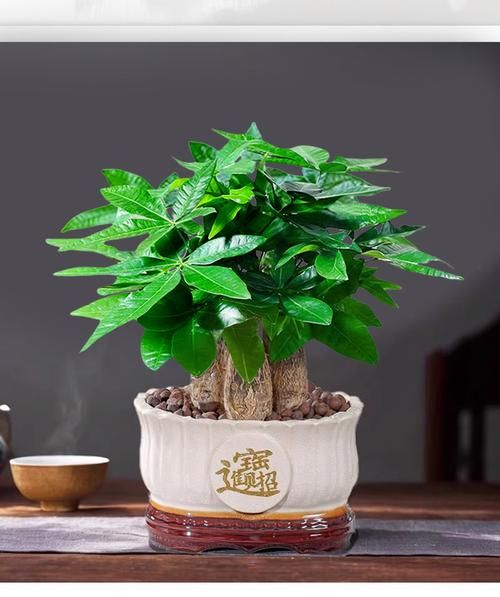 财运树有哪些品种_客厅放哪种最招财