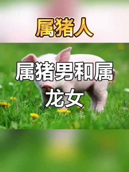 龙和猪生什么属相宝宝_龙猪夫妻最佳生育年份